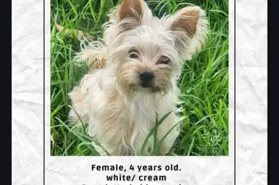 Missing: Tiny Cream Yorkie, Cleo - Wanneroo