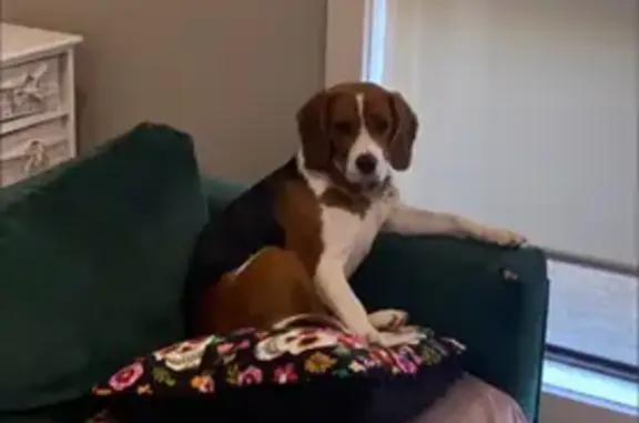 Lost Beagle: Raya Missing in Frankston