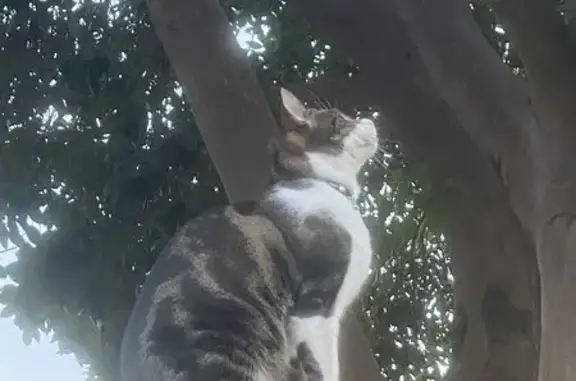 Lost pets Melbourne, photo: Lost Tabby: Pink Nose, Parkers Rd, Melb