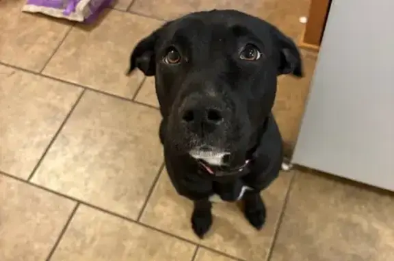 Found: Black & White Dog in Searcy, AR