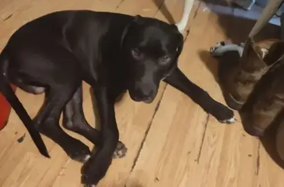 Lost Dog Leo: Friendly Black & White Pup