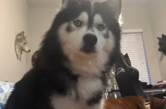 Lost Pomsky: Husky-Sized, Canton Area