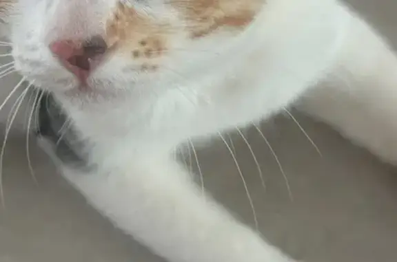 Se Busca: Gatita Tricolor Perdida en Tabaiba