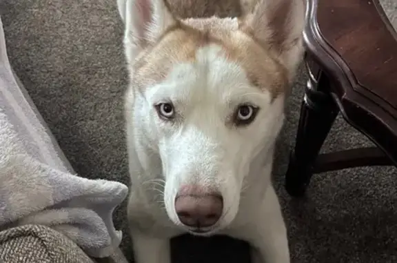 Lost Timid Husky: Reddish Brown & White