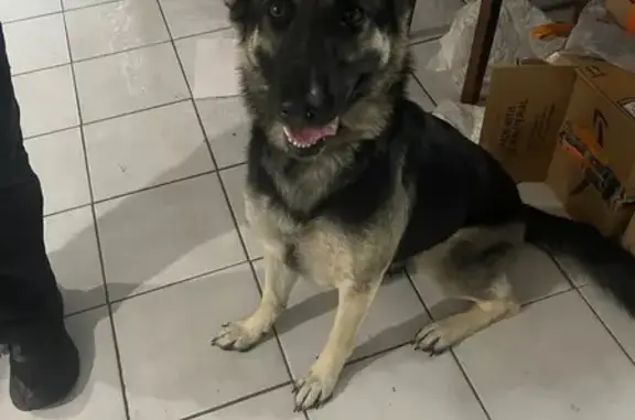 Found pets Phoenix, photo: Found German Shepherd Mix on W. Gelding Dr.