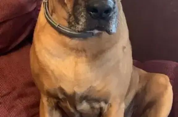 Lost and found pets Edmond, photo: Found: Gentle Brown Dog in Edmond, OK