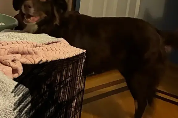 Missing dog , photo: Lost Red Aussie Shepherd on 5th Ave