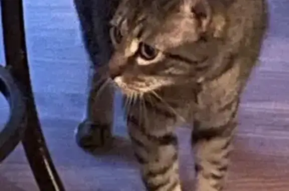 Missing cat Temple, photo: Lost Friendly Cat: Aero, Gray with Green Eyes