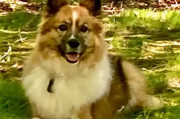 Lost Dog: Gentle 13-Year-Old in Randleman