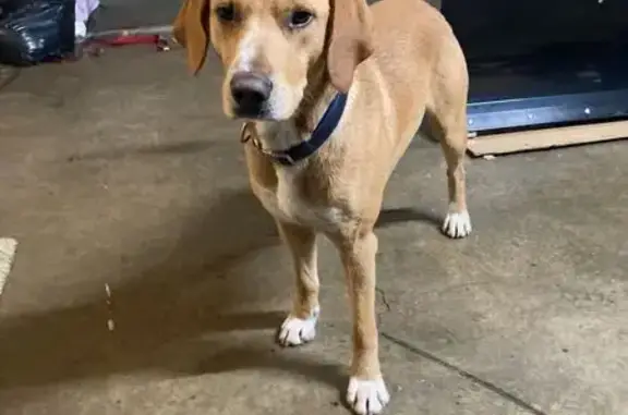 Found dog , photo: Found: Friendly Brownish-Red Dog, Delbridge