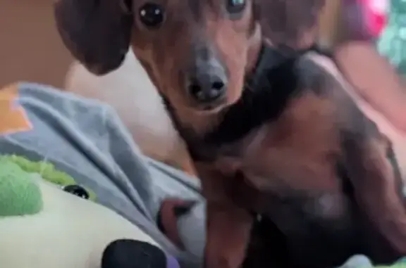 Missing dog Universal City, photo: Lost Dachshund: Heart-Shaped Face Found