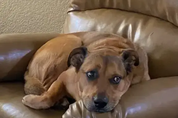 Lost Dog: Golden Brown, Black Collar