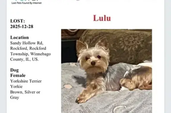 Lost Yorkshire Terrier on Sandy Hollow - photo