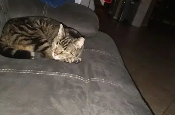 Missing cat Phoenix, photo: Lost Grey & Black Cat: Support Animal