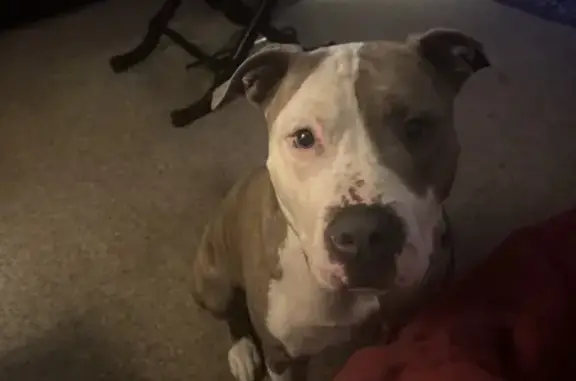 Found pets Pittsburgh, photo: Found Dog: Tan Brindle in Pittsburgh