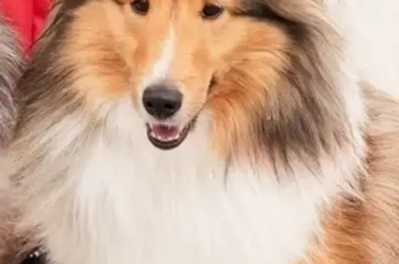 Lost Sheltie Spotted Near I-75 Exit