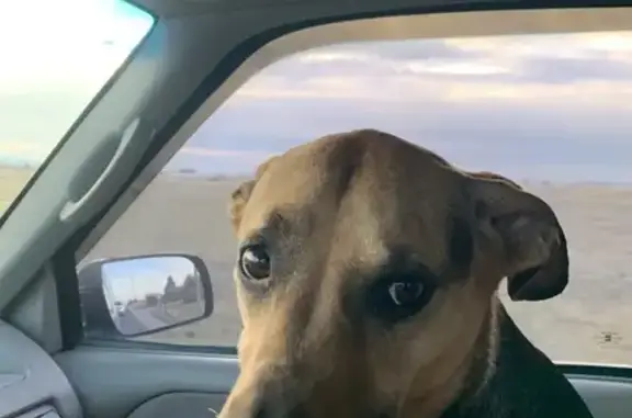 Lost German Shepherd Mix in Coeur d'Alene