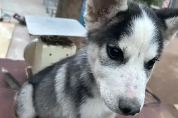 Found pets Phoenix, photo: Found: Playful Husky Puppy in Phoenix