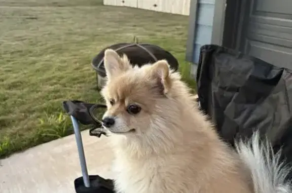 Lost 12-Year-Old Pomeranian in Texas