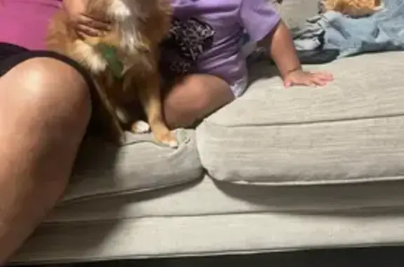 Missing dog Dallas, photo: Lost Ginger Pomeranian on Sunnyvale St.