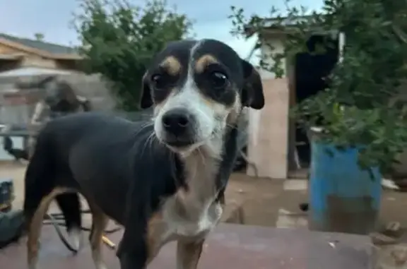 Found pets Phoenix, photo: Found: Timid Black & White Dog in Phoenix