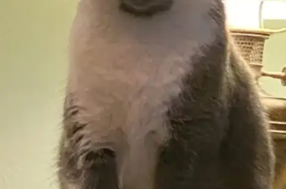 Missing cat Greer, photo: Help Find Sade: Lost Gray & White Cat