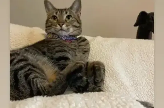 Missing cat Plano, photo: Lost Cat: Black & Grey Stripes - Plano