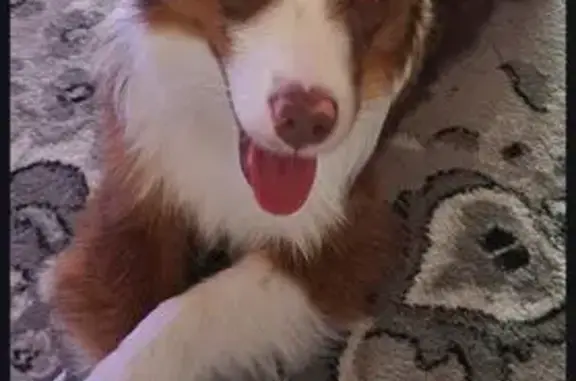 Found dog , photo: Found Mini Aussie on Kaufman Rd, GA