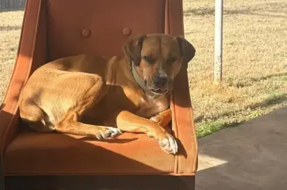 Sweet Trained Dog Found on Robinson Ave