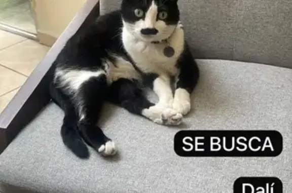 ¡Gata Perdida en Zapopan! Negr...