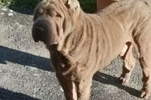 Animaux perdus , photo: Chien perdu à Argentonnay, contactez-nous !