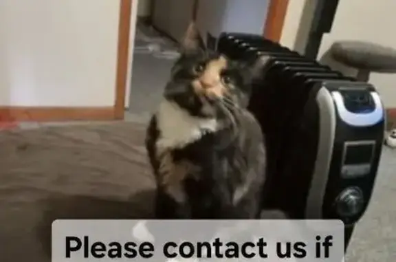 Lost Cat: Brown Mix, No Collar, Salisbury