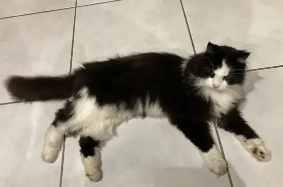 Chat noir et blanc perdu à Brognard - photo