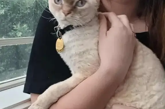 Lost Devon Rex: Cream, Blue-Eyed Beauty