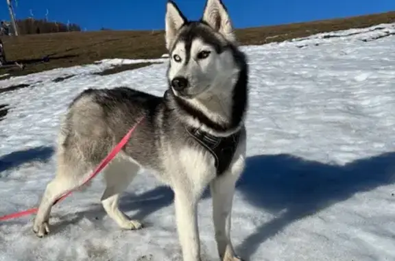 Chien perdu, yeux verrons, Saint-Apollinaire - photo