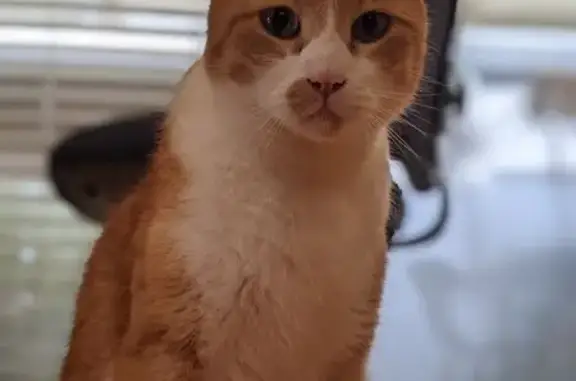 Missing cat Wanneroo, photo: Lost Ginger & White Cat in Wanneroo