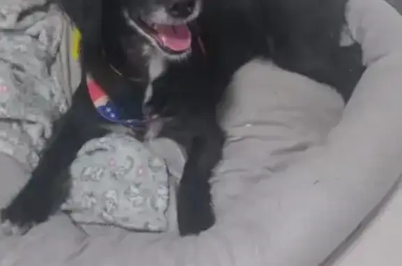 Cachorro encontrado Fêmea (brf002023) - photo