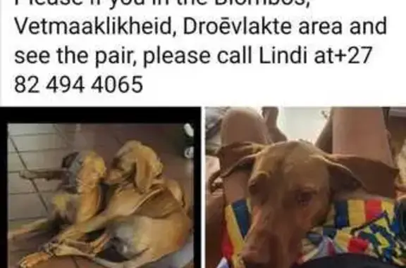 Lost Male Vizslas: Benji & Jes...