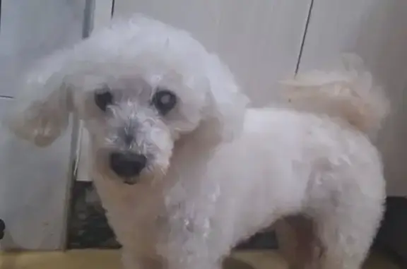 Cachorro encontrado Macho (brf002025) - photo