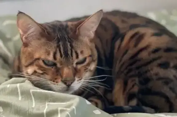 Lost Cat Stamos: Tiny Meow, Can't Jump