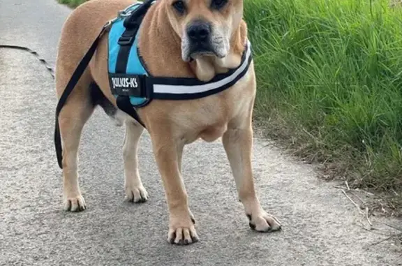 Chien perdu Dogue Majorque beige 8 ans - photo