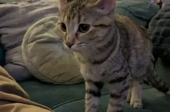 Missing cat Jackson, photo: Lost Striped Cat: Blue Collar & Bell