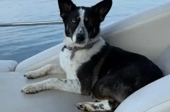 Lost Dog on Peachtree Lane - Please Help!