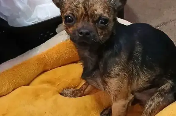 Missing dog Pueblo, photo: Lost Brindle Chihuahua on E. 10th St