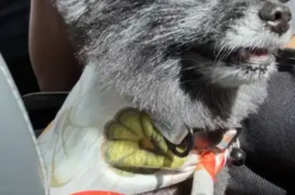 Lost Black Pomeranian on Makaiwa St. - photo