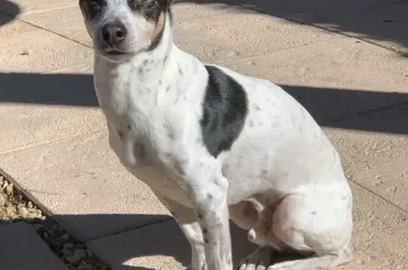 Lost Dog: White with Black Spots in FL