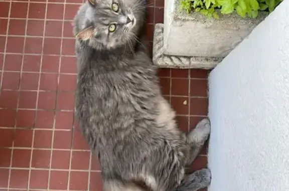 Chat perdu à Marseille, Boulevard Hopkinson - photo