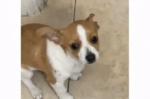 Help Find Billy's Lost Puppy in Avondale