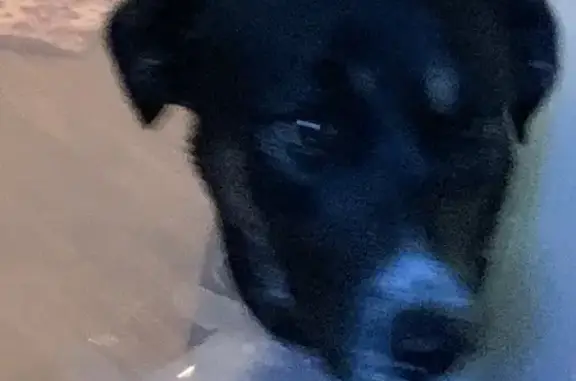 Missing dog San Antonio, photo: Lost Dogs: Shepherd/Husky Mixes in SA