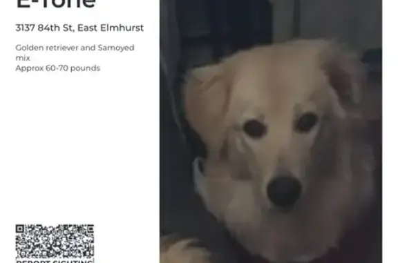 Lost Golden-Samoyed Mix on 84th St - photo